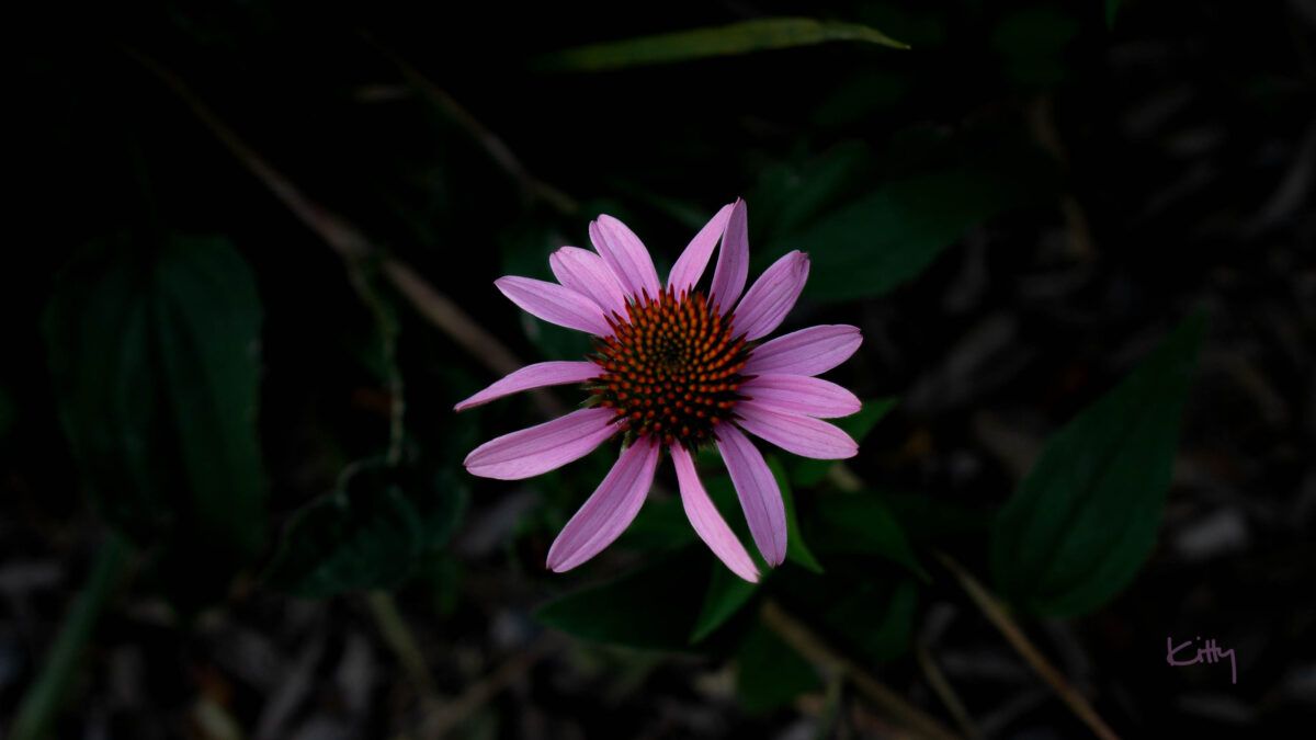 Wildflower Macro | © Kitty Singsuwan